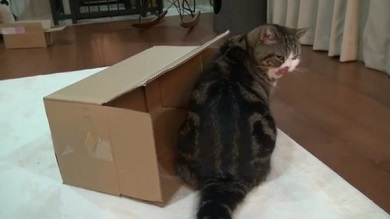 まるちゃん
