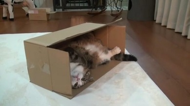 まるちゃん