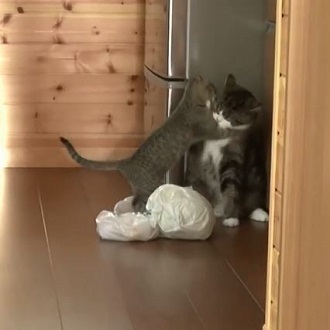 まるちゃん