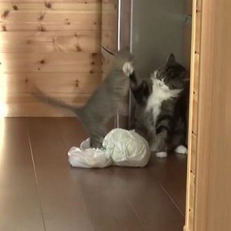 まるちゃん