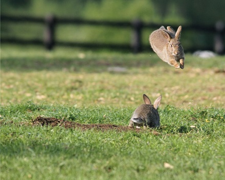 ピーターラビットの仲間たち 写真集