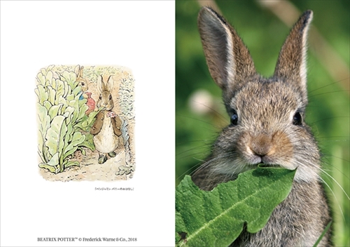 ピーターラビットの仲間たち 写真集