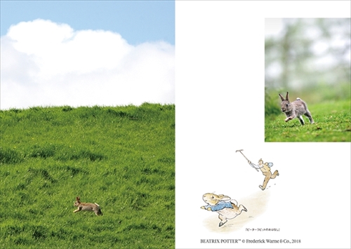 ピーターラビットの仲間たち 写真集
