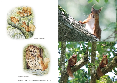 ピーターラビットの仲間たち 写真集