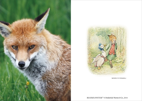 ピーターラビットの仲間たち 写真集