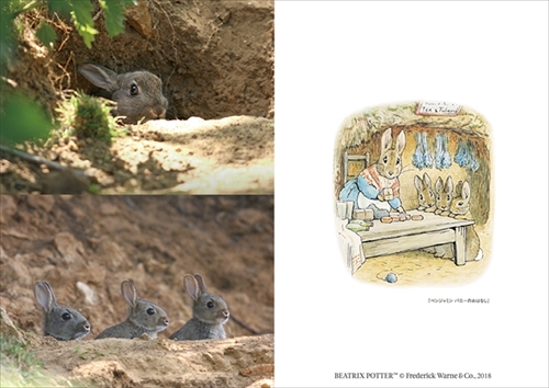 ピーターラビットの仲間たち 写真集