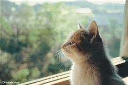 岩合光昭写真展ねこ