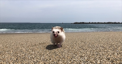 ハリネズミのペロさん