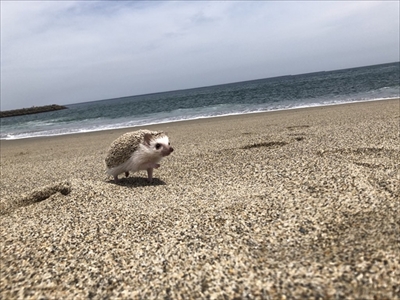 ハリネズミのペロさん