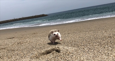 ハリネズミのペロさん