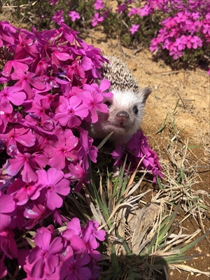 ハリネズミのペロさん