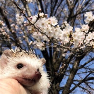 ハリネズミのペロさん