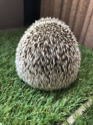 ハリネズミのペロさん