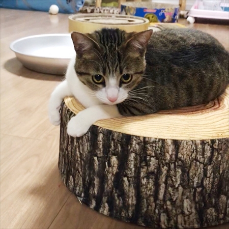 猫のすずめちゃん