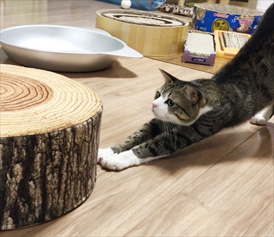 猫のすずめちゃん