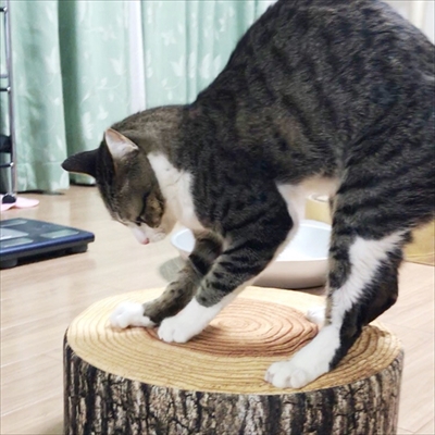 猫のすずめちゃん