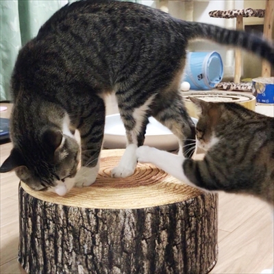 猫のすずめちゃん