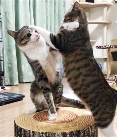 猫のすずめちゃん