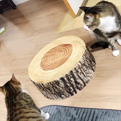 猫のすずめちゃん