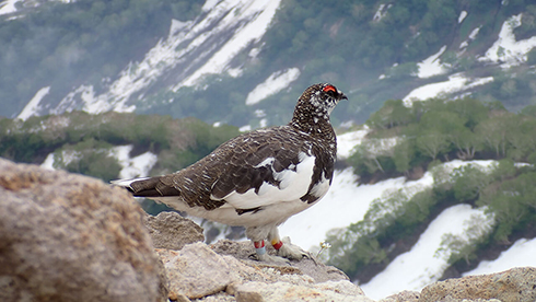 ふるさと納税 クラウドファンディング 銚子電鉄
