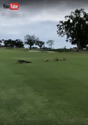 ワニ