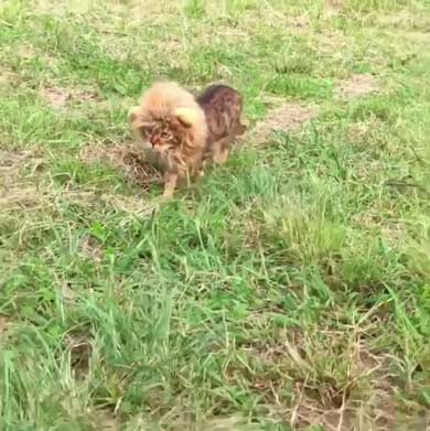 猫 ライオン なつこ かぶり物 ベンガル