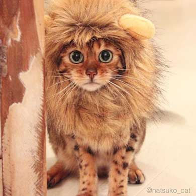 猫 ライオン なつこ かぶり物 ベンガル