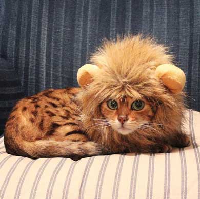 猫 ライオン なつこ かぶり物 ベンガル