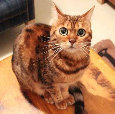 猫 ライオン なつこ かぶり物 ベンガル