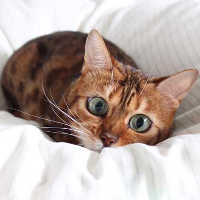 猫 ライオン なつこ かぶり物 ベンガル