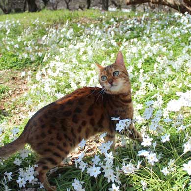 猫 ライオン なつこ かぶり物 ベンガル