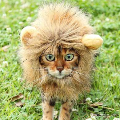 猫 ライオン なつこ かぶり物 ベンガル