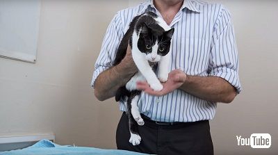 猫の抱き上げ方