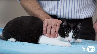 猫の抱き上げ方