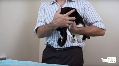 猫の抱き上げ方