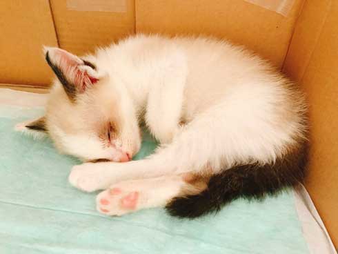 保護犬と保護子猫