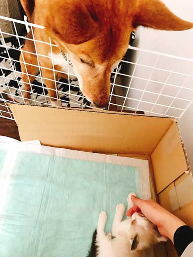 仔猫 引き取り 喜ぶ 犬 保護 幸せ