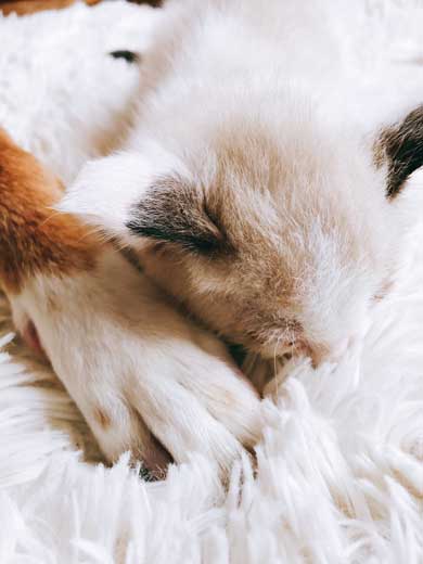 仔猫 引き取り 喜ぶ 犬 保護 幸せ