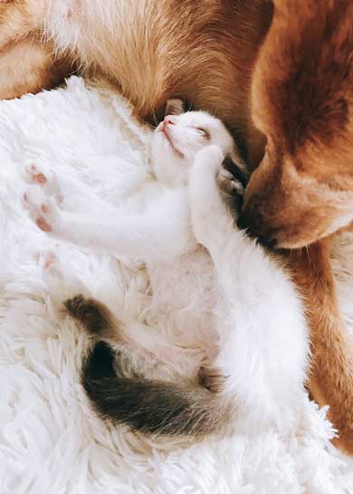 仔猫 引き取り 喜ぶ 犬 保護 幸せ