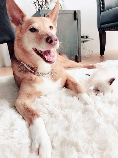 仔猫 引き取り 喜ぶ 犬 保護 幸せ