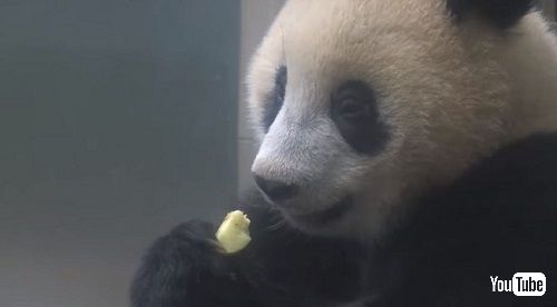 上野動物園シャンシャン