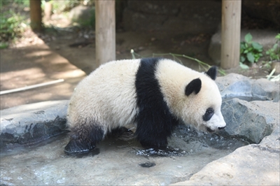 上野動物園シャンシャン
