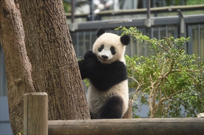 上野動物園シャンシャン
