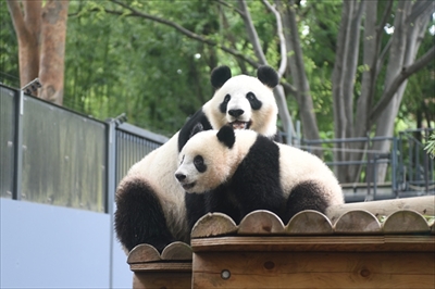 上野動物園シャンシャン