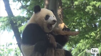 上野動物園シャンシャン