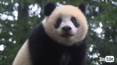 上野動物園シャンシャン