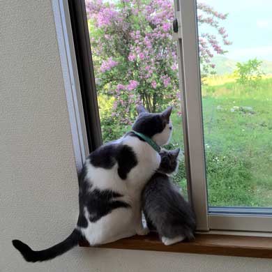 猫 お兄ちゃん 大きくなった 子猫 成長 記録