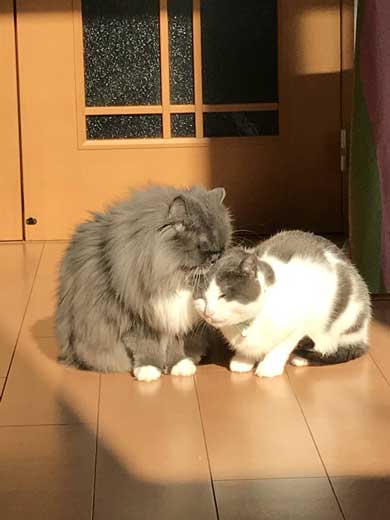 猫 お兄ちゃん 大きくなった 子猫 成長 記録