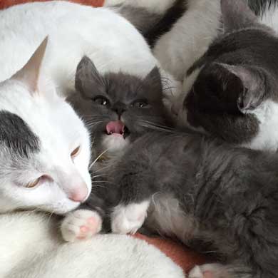 猫 お兄ちゃん 大きくなった 子猫 成長 記録