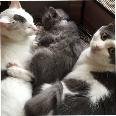 猫 お兄ちゃん 大きくなった 子猫 成長 記録